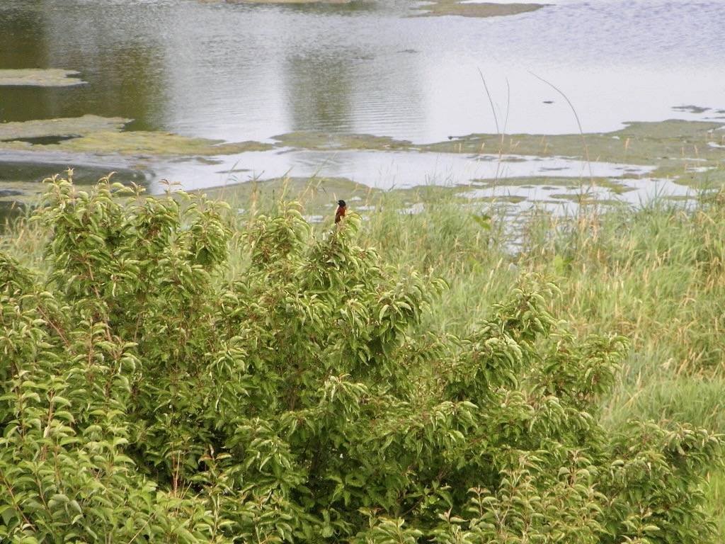 Orchard Oriole in a tree by gurdonark is licensed under CC BY 2.0.